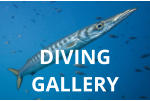 DIVING GALLERY