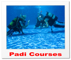 Padi Courses
